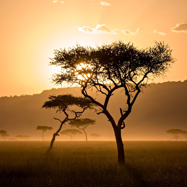 Belo pôr do sol em Massai Mara — Fotografia de Stock