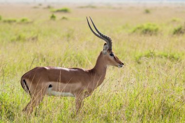 Savannah 'da Impala