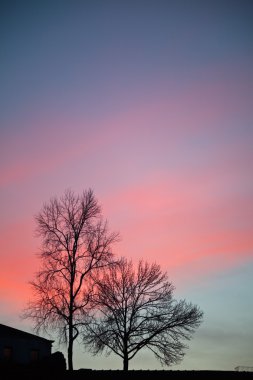 günbatımı, ağaçlar