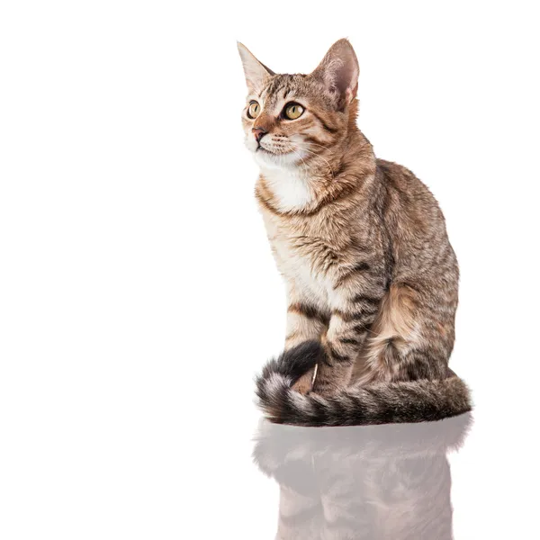 Brown Striped Kitten — Stock Photo, Image