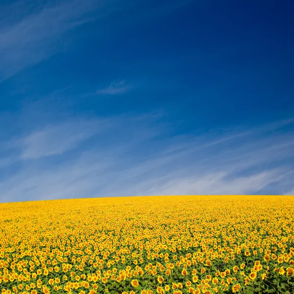 Sunflower Field — Stock Photo, Image