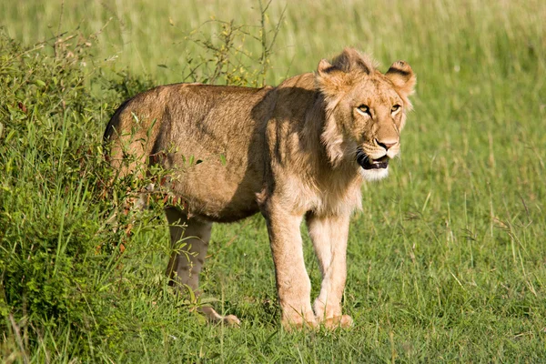 Giovane Leone nella Savana — Foto Stock