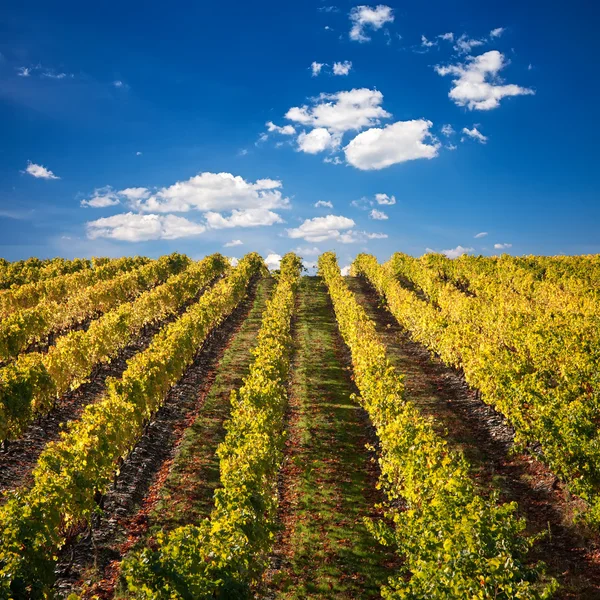Виноградники портвейну, Португалія — стокове фото