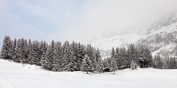 Snöstorm — Stockfoto