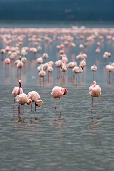 Flamingos on Lake Nakuru