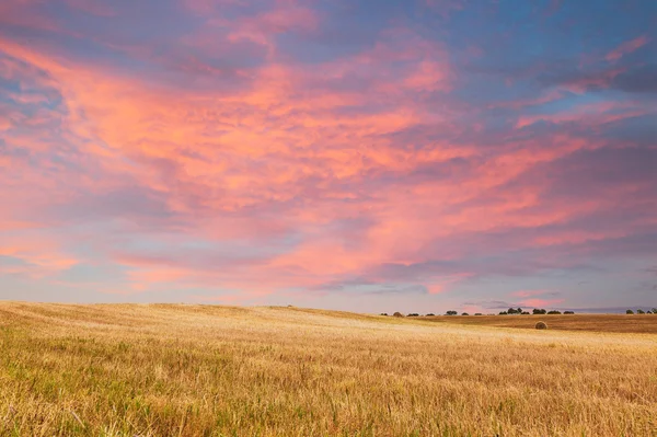Vacker solnedgång över fältet — Stockfoto