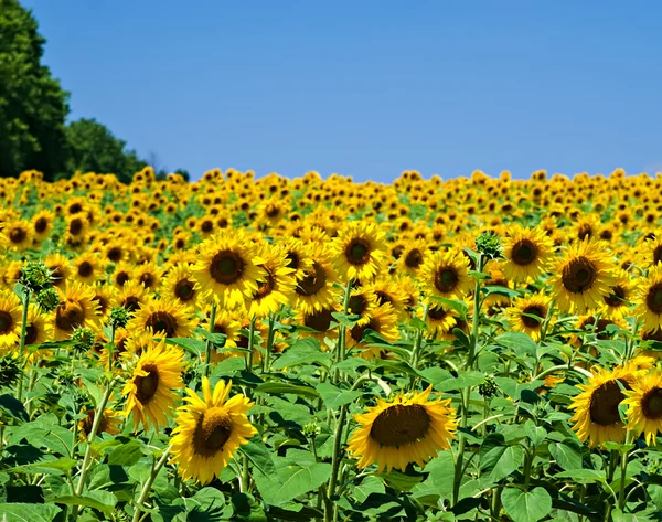 Campo de girassol — Fotografia de Stock