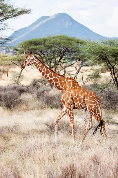 Żyrafa siatkowana, chodzenie na sawannie — Zdjęcie stockowe