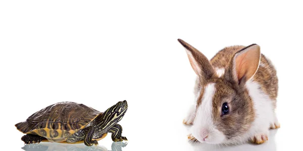 Coelhinho e tartaruga — Fotografia de Stock