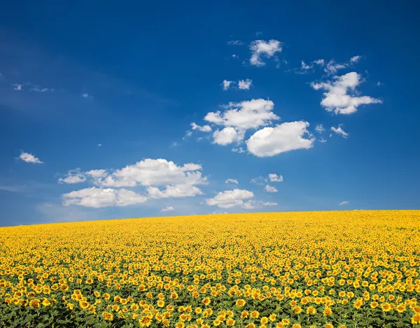 Campo de girasol — Foto de Stock