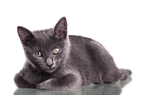 Chatreaux yavru kedi — Stok fotoğraf