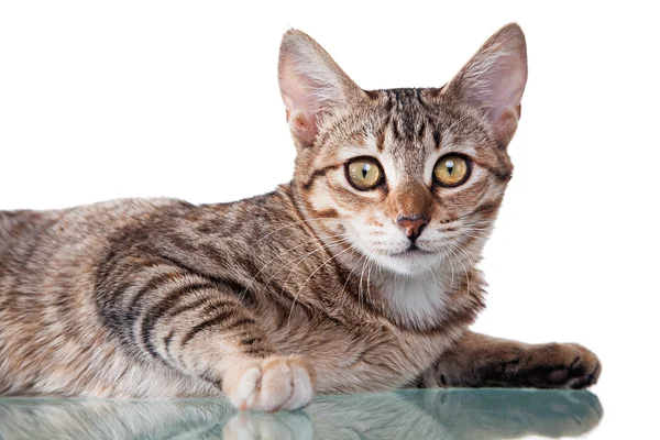 Brown Striped Kitten — Stock Photo, Image