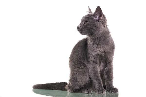 Kotek chatreaux siedzi — Zdjęcie stockowe