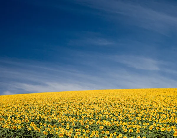 Sunflower Field — Stock Photo, Image