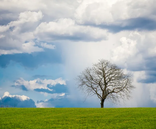 Arbre sans feuilles — Photo