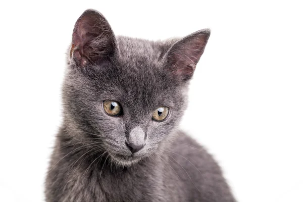 Chatreaux Kitten — Stock Photo, Image