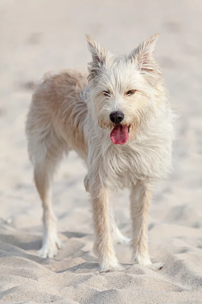 ビーチの白い犬は — ストック写真