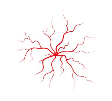 İnsan damarları ve atardamarları. Kırmızı dallanan örümcek şeklinde kan damarları ve kılcal damarlar. Vektör illüstrasyonu beyaz arkaplanda izole edildi