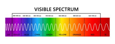 Görülebilir ışık spektrumu, enfarktüs ve ultraviyole. Optik ışık dalga boyu. İnsan gözü için elektromanyetik görünür renk spektrumu. Gradyan diyagramı. Beyaz arkaplan üzerine eğitici vektör illüstrasyonu.