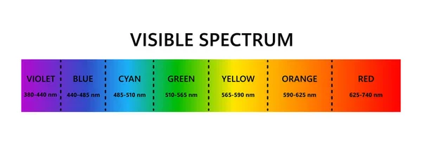 가시광선 스펙트럼 광파입니다 사람의 눈에는 전기적으로 보이는 색깔의 스펙트럼 있습니다 — 스톡 벡터