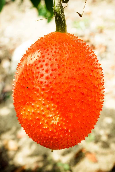 Gac Fruit Baby Jackfruit Spiny Bitter Gourd Sweet Grourd Cochinchin — Φωτογραφία Αρχείου