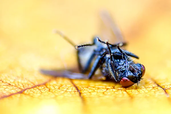 Close Blow Fly Carrion Fly Bluebottles Greenbottles Cluster Fly — 图库照片