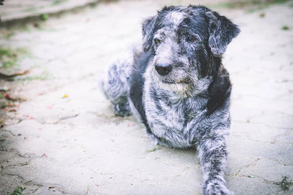 Köpek kaza geçirdiği için üç bacağı var. Yaya yolunda uyu. seçili odak noktası fotoğrafı