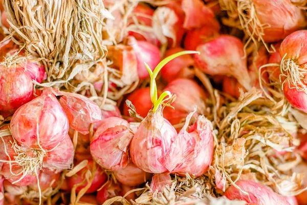 Bulbs Red Onion Green Leaves Fresh Red Onion Background Market — Stockfoto