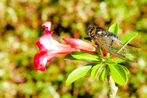 Cicada Bug Insecto Cicada Cicada Palo Árbol Parque Tailandia Tremendas —  Fotos de Stock