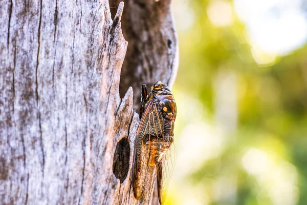 Cicada Bug Insecto Cicada Cicada Palo Árbol Parque Tailandia Tremendas —  Fotos de Stock