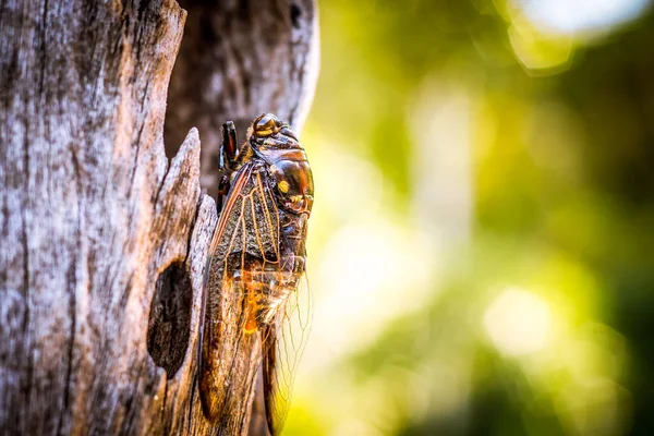 Cicada Bug Insecto Cicada Cicada Palo Árbol Parque Tailandia Tremendas —  Fotos de Stock
