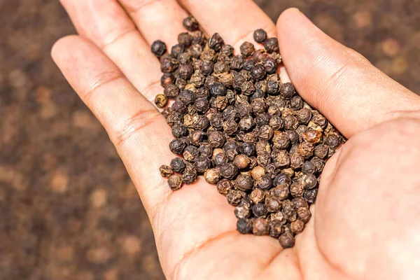 ブラックペパーコーンを手に ペパーコーン品種 黒コショウと黒コショウの穀物をバックグラウンドとしてクローズアップ スパイス薬用特性 — ストック写真