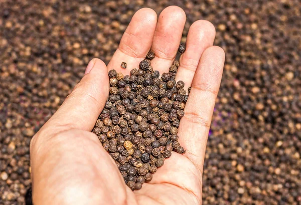 Black Peppercorns on hand. Peppercorn Varieties. Milled black pepper.and Black pepper grains as background close up,texture,spice medicinal properties.