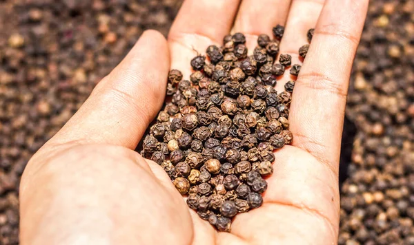 ブラックペパーコーンを手に ペパーコーン品種 黒コショウと黒コショウの穀物をバックグラウンドとしてクローズアップ スパイス薬用特性 — ストック写真