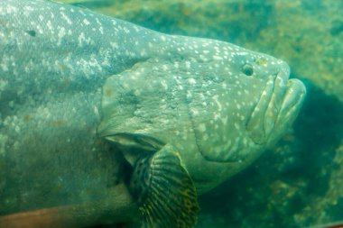blue spotted grouper fish.
