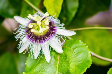 Passion fruit close up,select focus