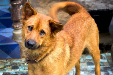 Köpek dışarıda gülümsüyor.