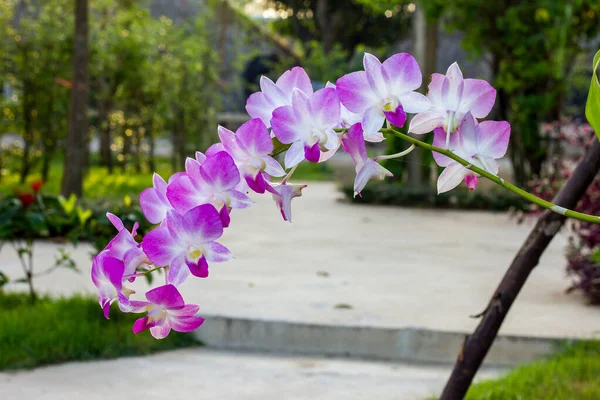 Orchidée Pourpre Sur Fond Nature — Photo