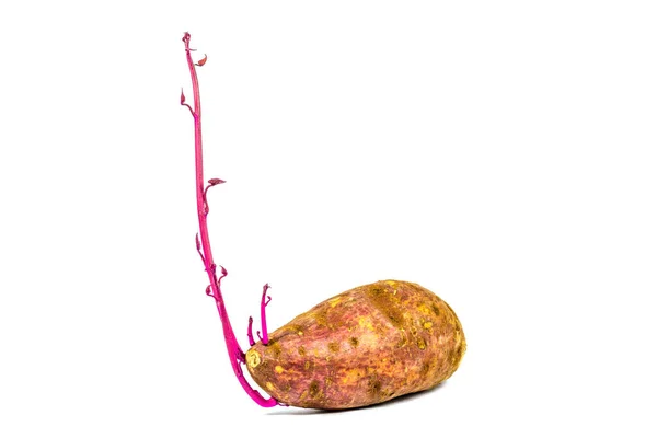 Germinating Potatoes Isolated White Background — Fotografia de Stock
