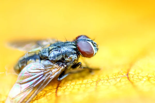 Close Blow Fly Carrion Fly Bluebottles Greenbottles Cluster Fly — 图库照片