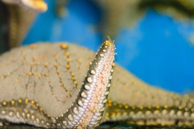 yastık denizyıldızı kum okyanus tabanında bir sürü