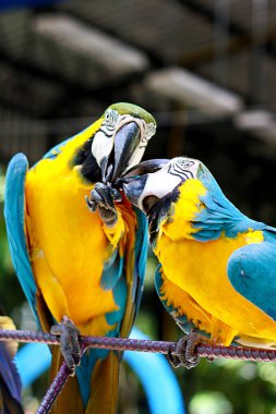 close up two parrot yellow and blue feather mating with love kiss 