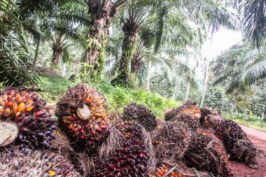 Çiftlik işçileri toplanma noktasında taze toplanmış yağ palmiyelerini boşaltmaya hazırlanıyorlar. Ve taze palmiye meyvelerini seçici bir şekilde kapatıyorlar..