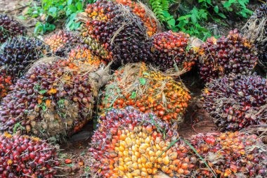 Çiftlik işçileri toplanma noktasında taze toplanmış yağ palmiyelerini boşaltmaya hazırlanıyorlar. Ve taze palmiye meyvelerini seçici bir şekilde kapatıyorlar..