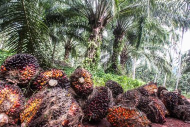 Çiftlik işçileri toplanma noktasında taze toplanmış yağ palmiyelerini boşaltmaya hazırlanıyorlar. Ve taze palmiye meyvelerini seçici bir şekilde kapatıyorlar..