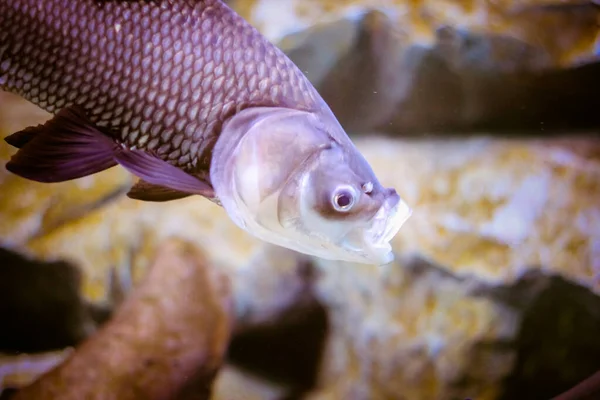Wspaniały Piękny Podwodny Świat Koralami Tropikalnymi Rybami — Zdjęcie stockowe