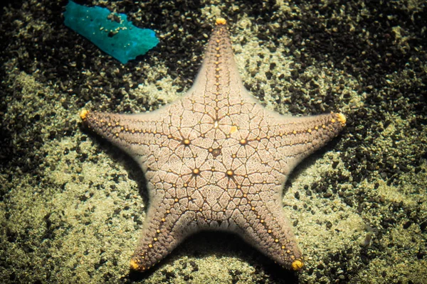 Plenty of cushion starfish on a sandy ocean floor