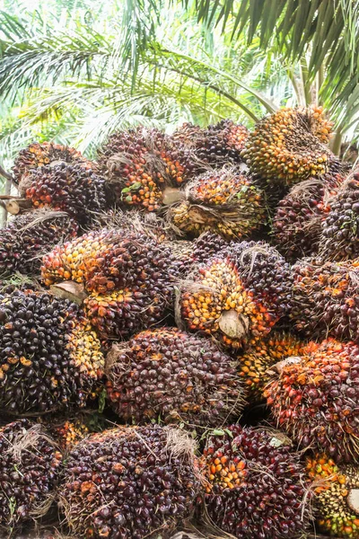 Pracownicy Plantacji Przygotowują Się Rozładunku Świeżo Zebranych Palm Olejowych Punkcie — Zdjęcie stockowe