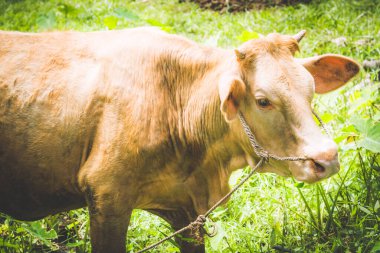 Tayland ineği tarlada otluyor, Tayland ineği doğada.