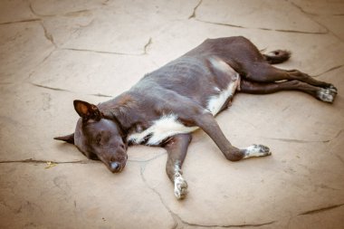 Uyuyan Köpek, Tayland 'da evsiz sokak köpeği seçici odak noktası.